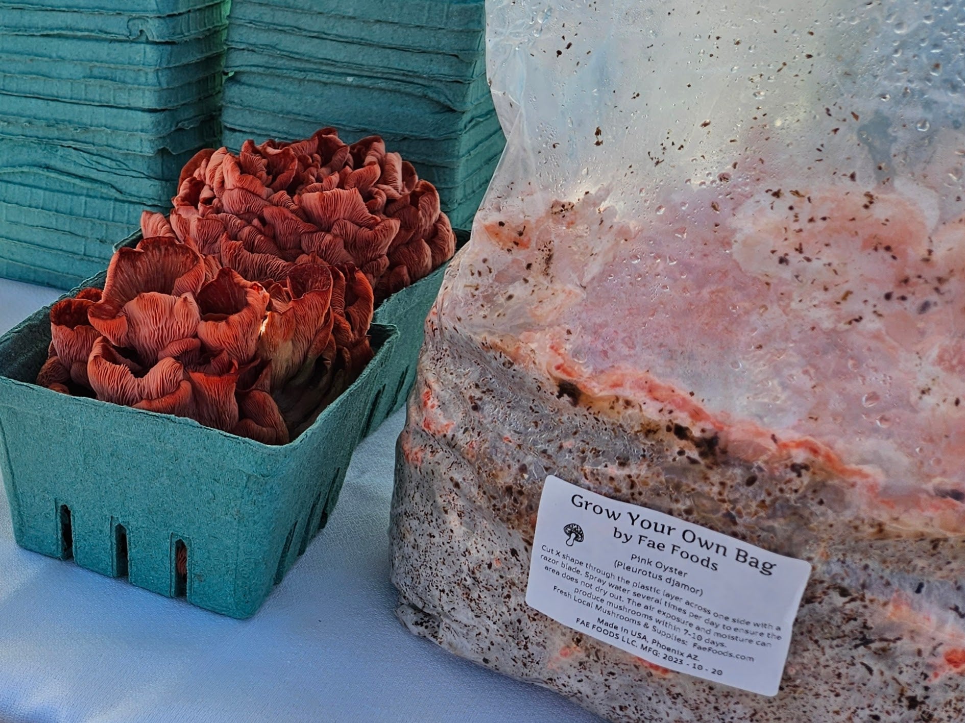 Fresh Pink Oyster Mushrooms with Mushroom Grow your own at home bag