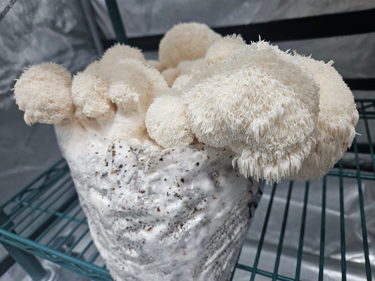 Lion's Mane Mushroom fruiting out of a grow at home bag