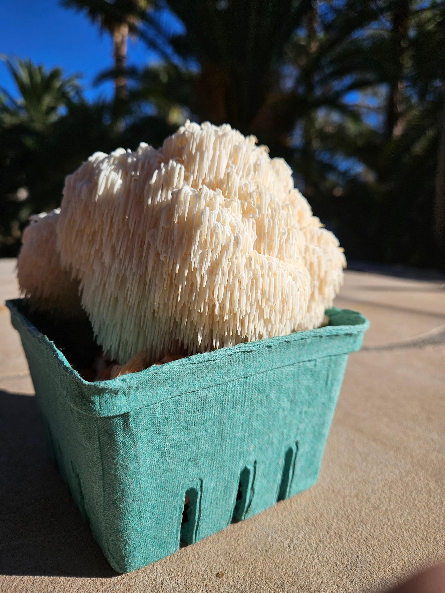 Lion's mane Mushroom fresh in a container