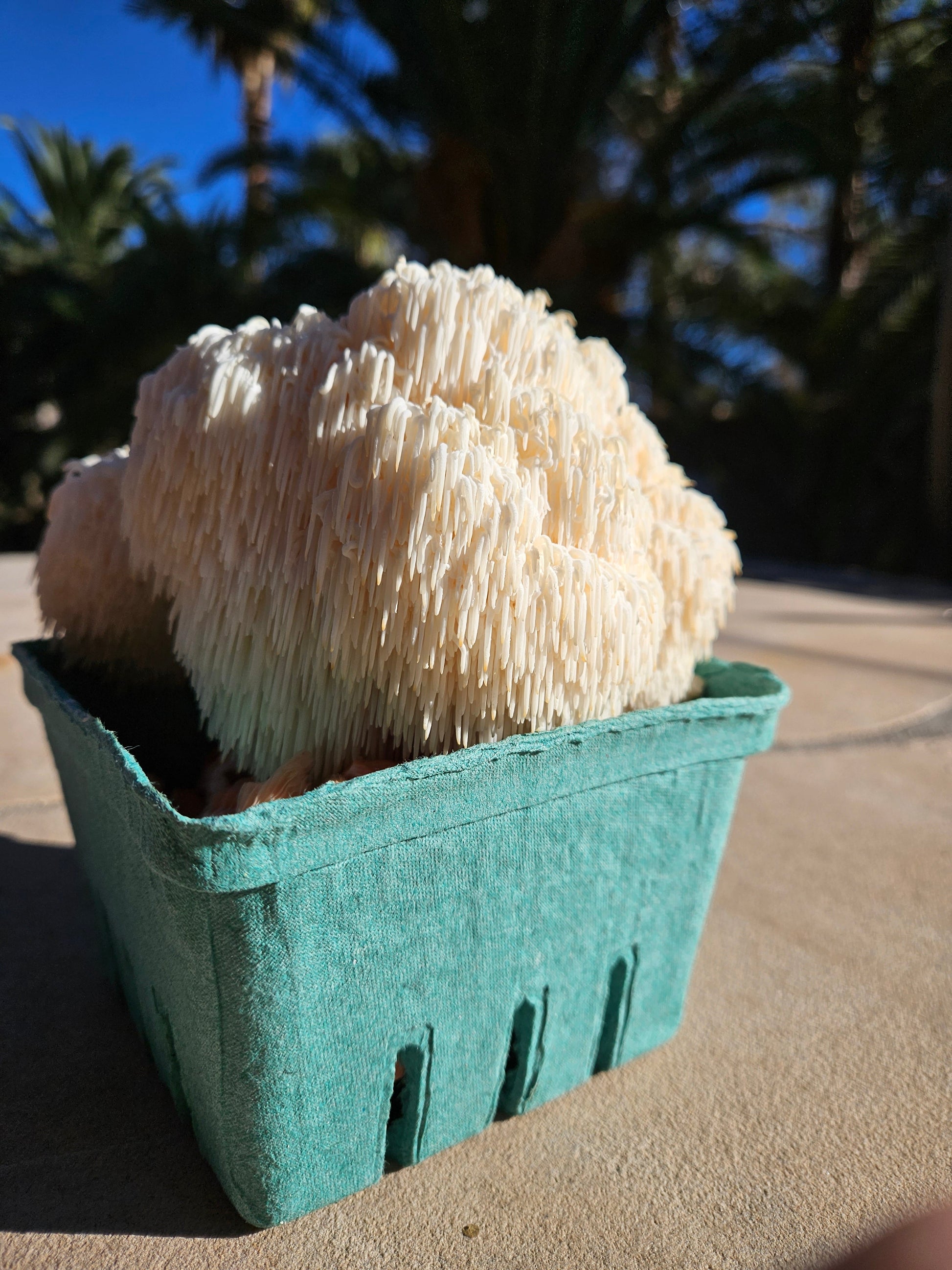 Lion's mane Mushroom fresh in a container