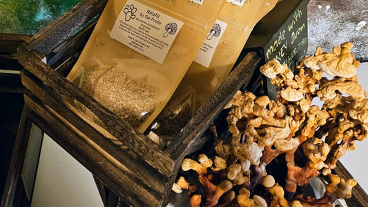 Reishi Mushroom dried and packed in pouches next to the whole dried mushroom on display in wooden crates