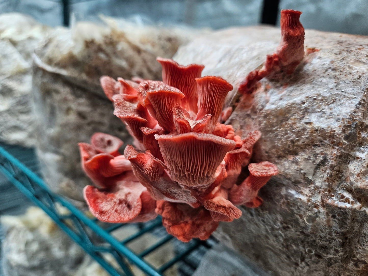 Oyster Mushrooms fruiting out of a grow bag