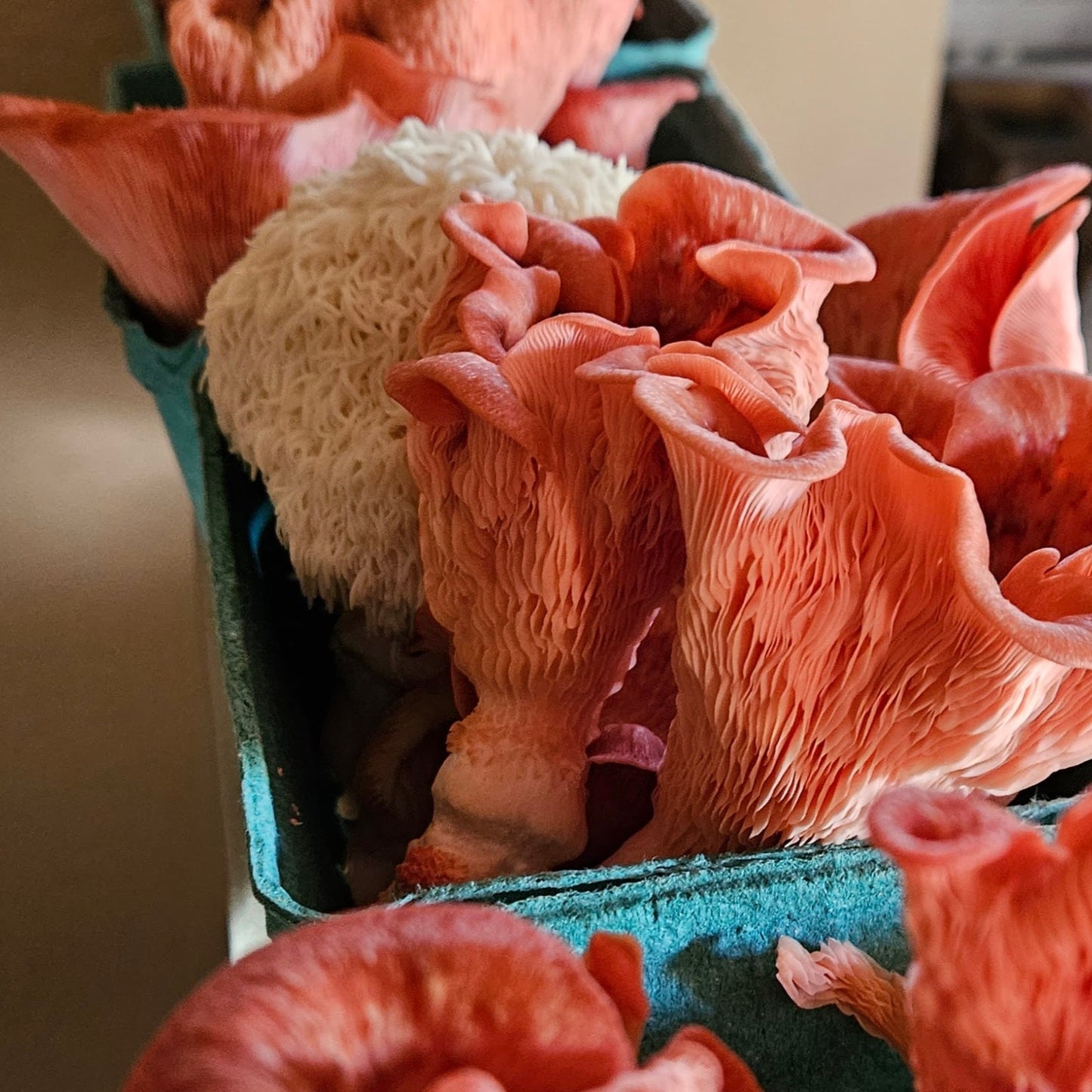 Pink Oyster Mushroom and Lion's Mane in a container ready for sale