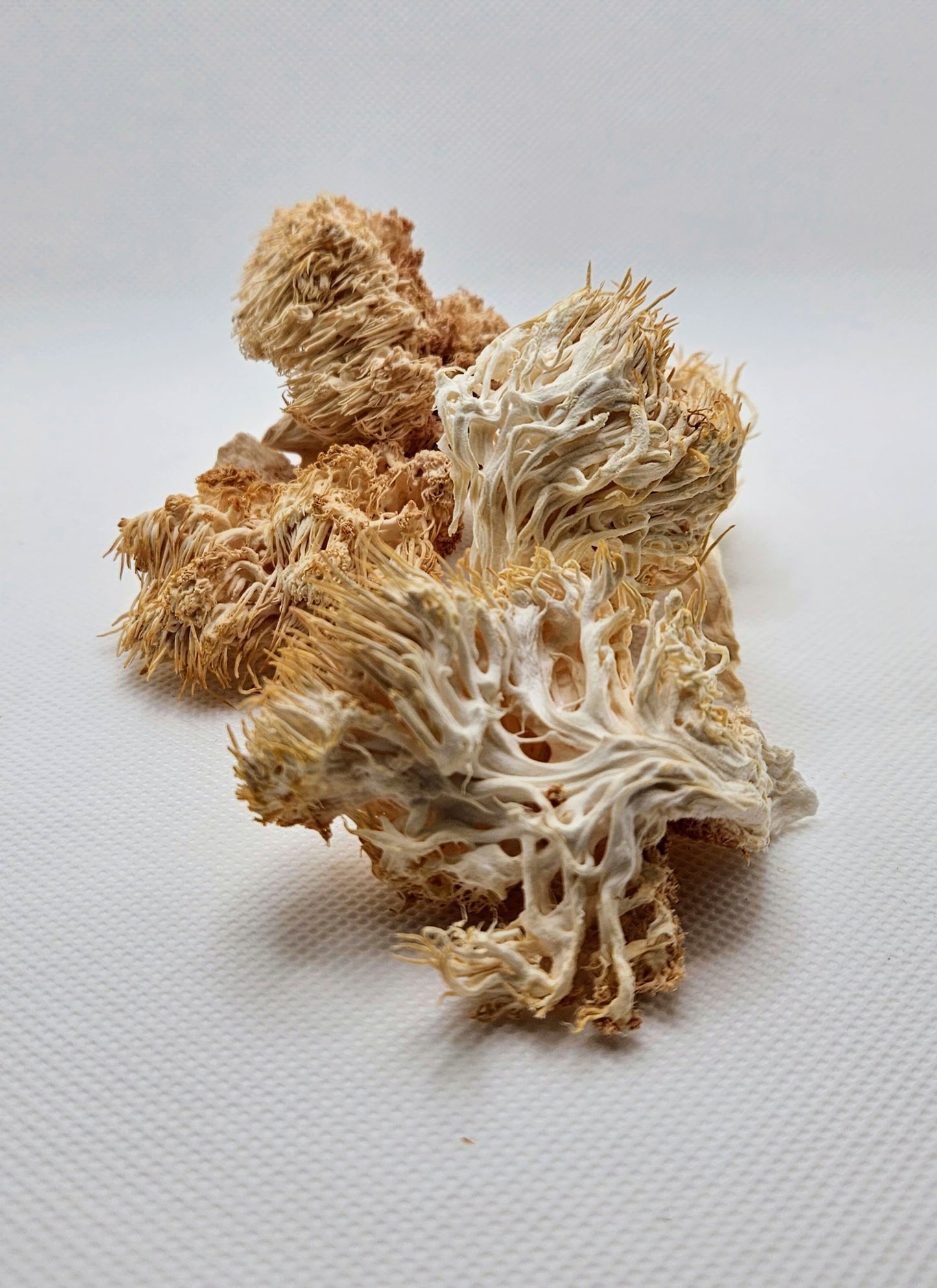 dried lionsmane clusters slightly yellow elongated dentrites beautifully arranged