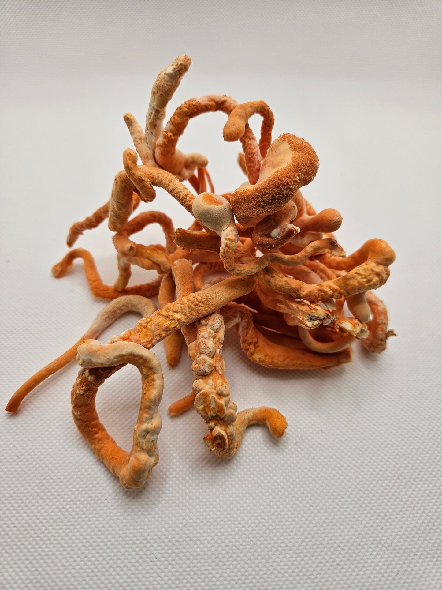 Cordyceps Mushrooms in a pile bright and orange