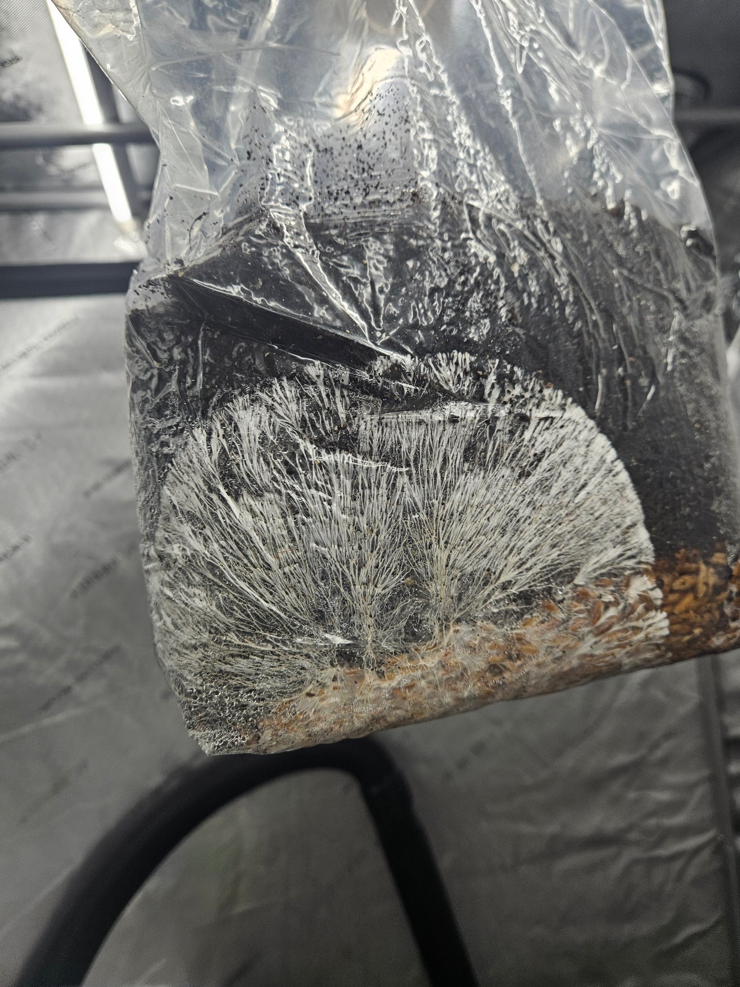 an image of an inoculated all in one bag with strong rhizomorphic growth through both the grain base and the amended cvg (coir vermiculite gypsum)