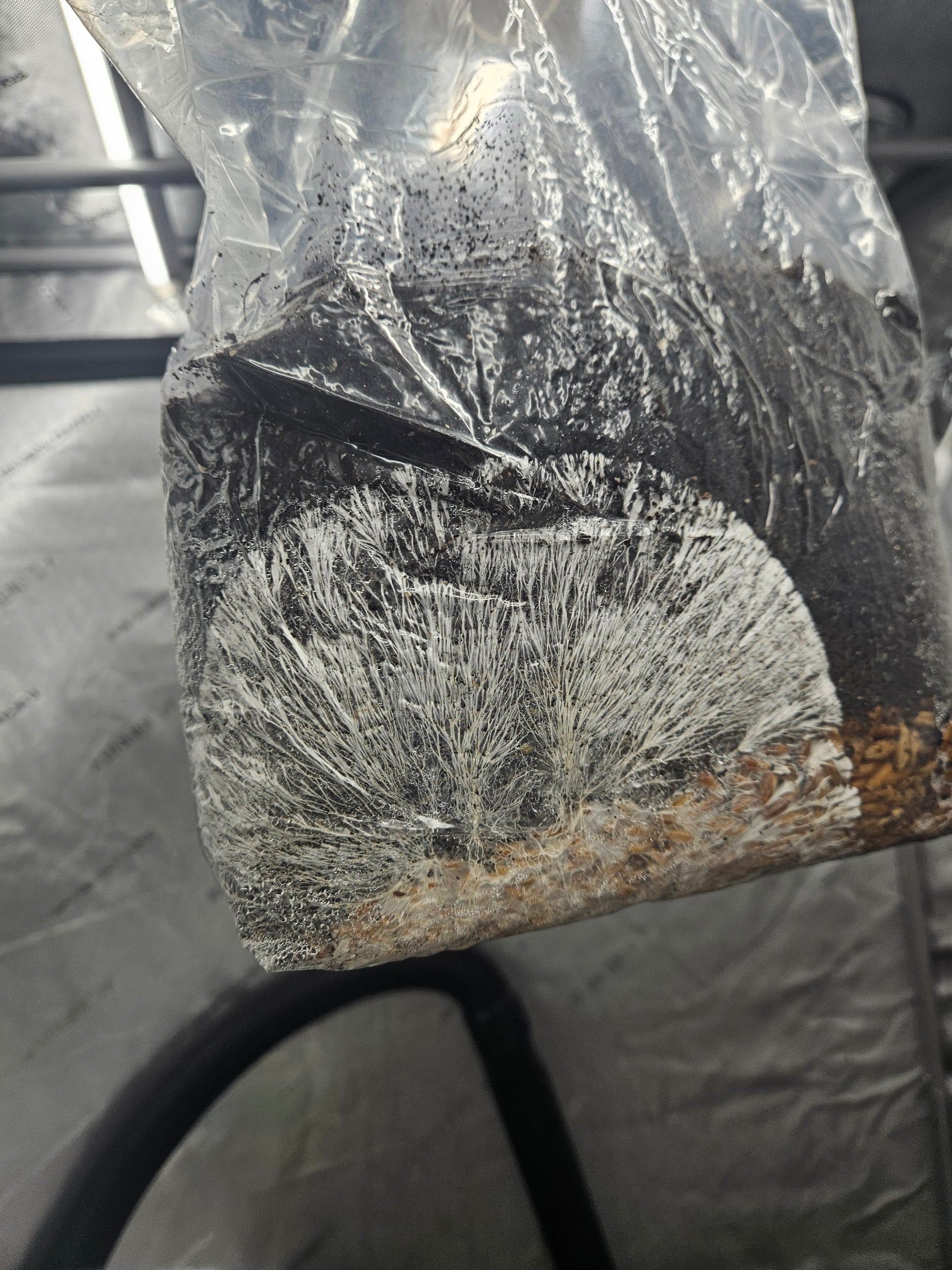 an image of an inoculated all in one bag with strong rhizomorphic growth through both the grain base and the amended cvg (coir vermiculite gypsum)