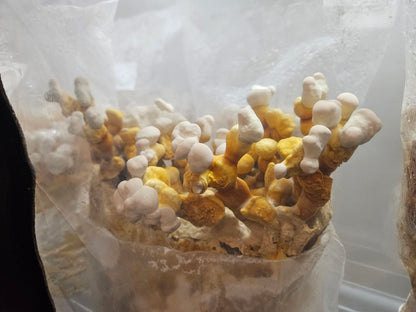 Grow your own Reishi Mushroom Bag. Beautiul reishi mushroom forming in the bag